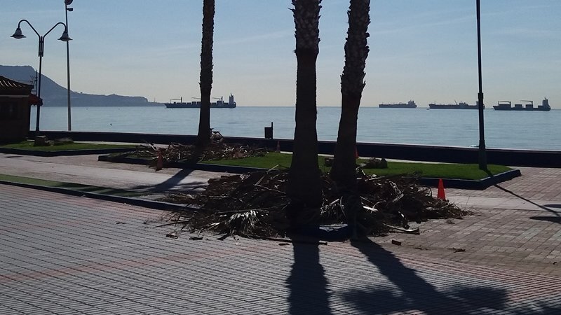Desbroce de palmeras en Getares