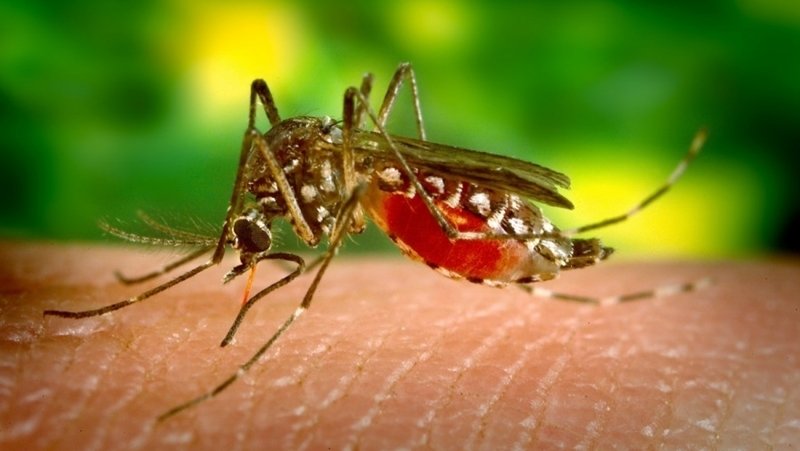 Mosquito de la fiebre del Nilo