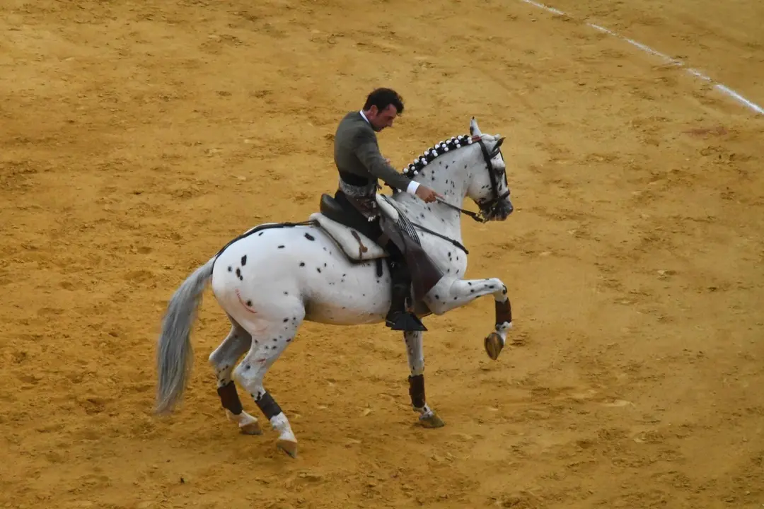 Toros Feria Real de San Roque (5)