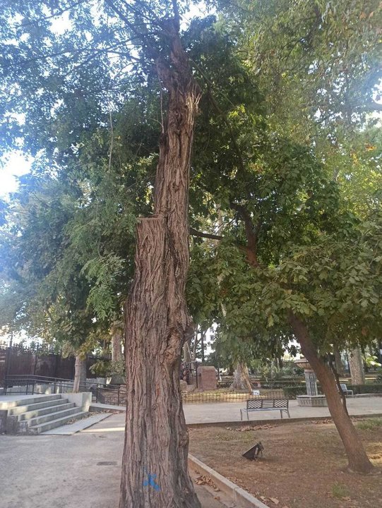 Estos son los árboles que se van a talar en el María Cristina y los motivos
