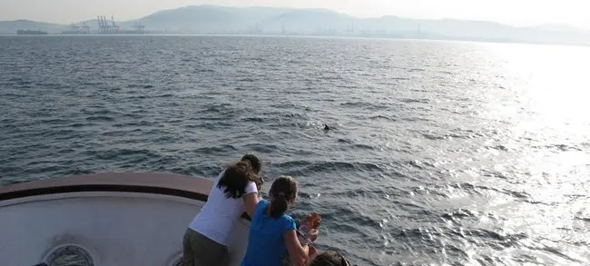 Delfines desde Jackelin en la Bah&iacute;a de Algeciras