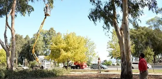 LIMPIEZA PARQUE PEPE GAZQUEZ