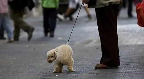 Perros