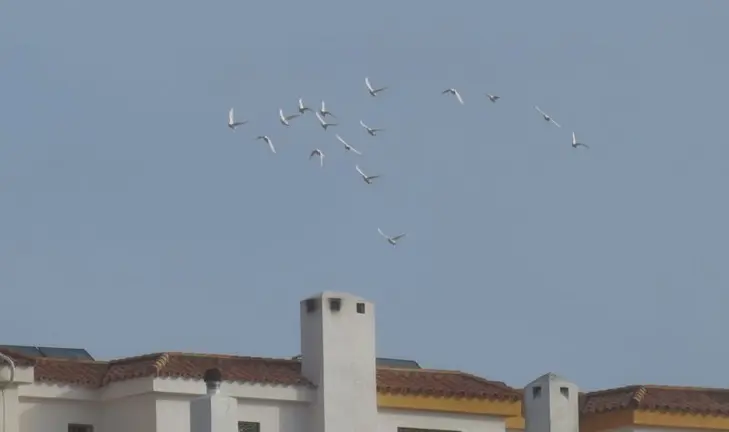 Palomas Paz Parque Estrecho3