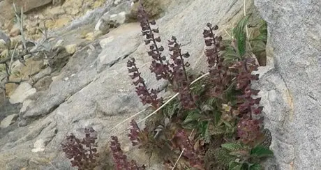 Teucrium bracteatum_en roca_recorte