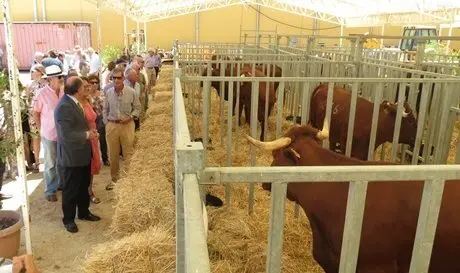 Feria Ganado 2014 (5)