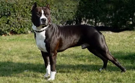 AmericanStaffordshireTerrie
