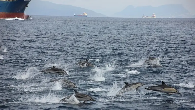 Bah&iacute;a de Algeciras