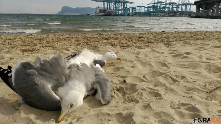 Gaviotas muertas en la playa