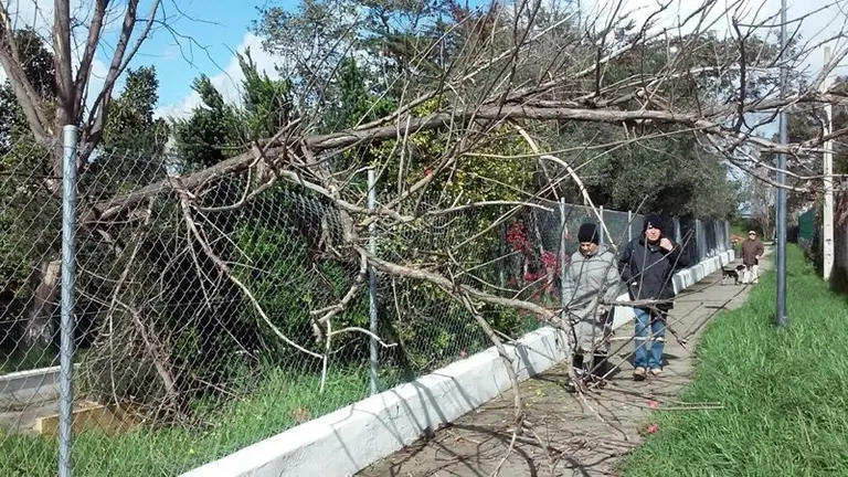 Ca&iacute;da de un &aacute;rbol por un temporal