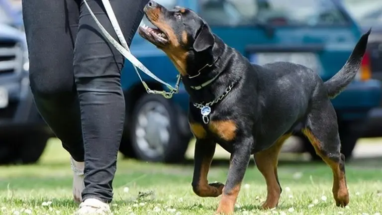 Un perro paseando con su due&ntilde;o