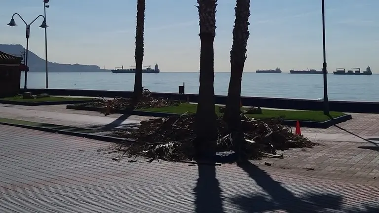 Desbroce de palmeras en Getares