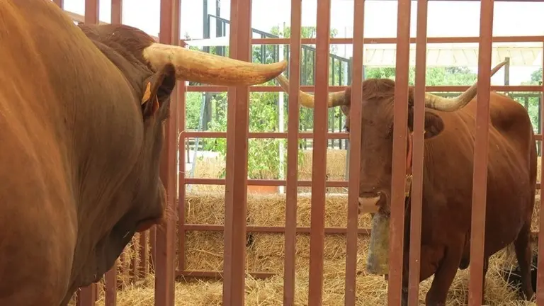 Feria Ganado Algeciras 2012