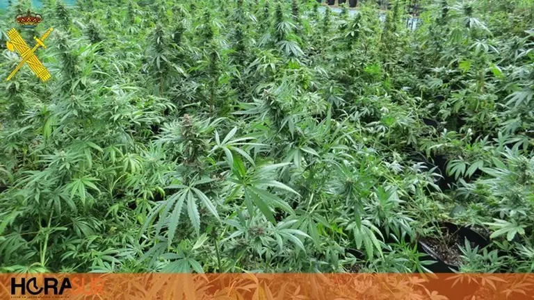 Marihuana Guardia Civil
