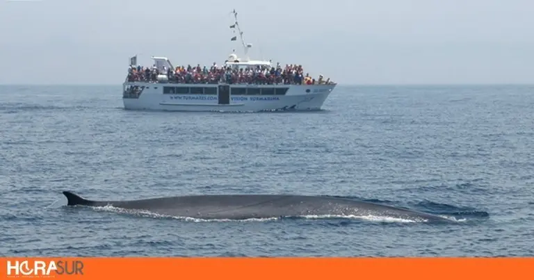 avistamiento cetaceos