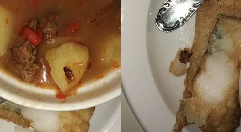 Cucarachas comida hospital