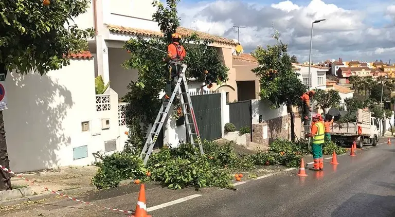 Imagen de una poda realizada el pasado mes de marzo