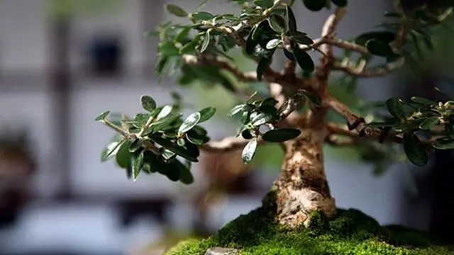 bonsai_sarah abilleira