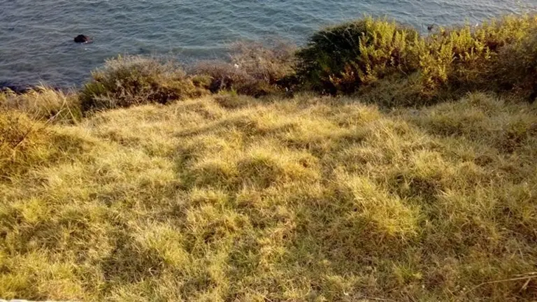 LIMPIEZA P. CENTENARIO