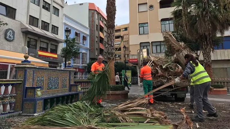 2-PODA DE PALMERAS PLAZA ALTA