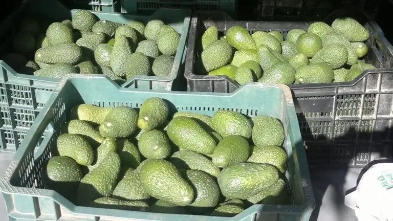 Aguacates