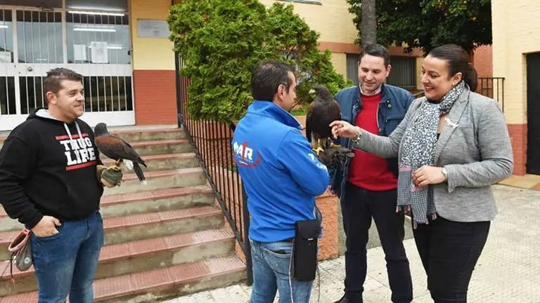 ASUSTAMIENTO DE GAVIOTAS MEDIANTE HALCONES