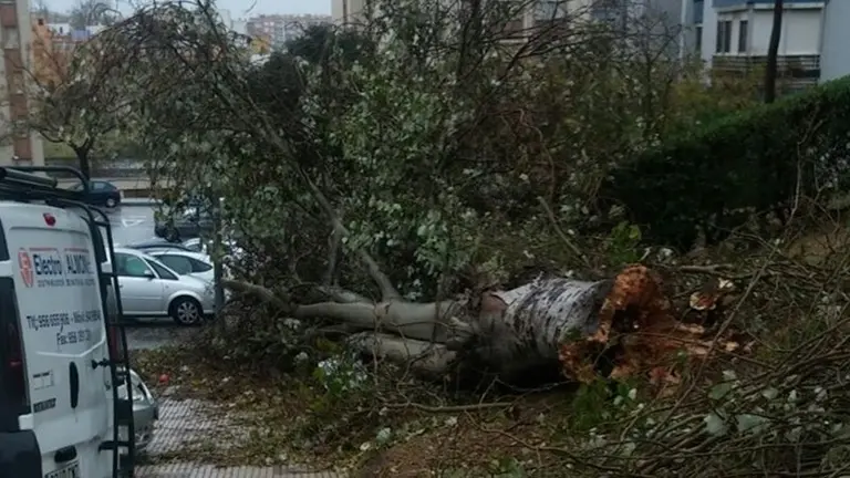 &Aacute;rbol arrancado en San Jos&eacute; Artesano