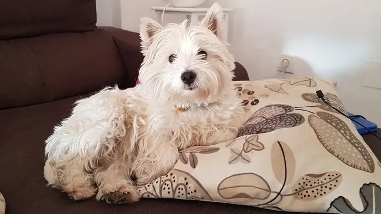 Una mascota sobre un sofa