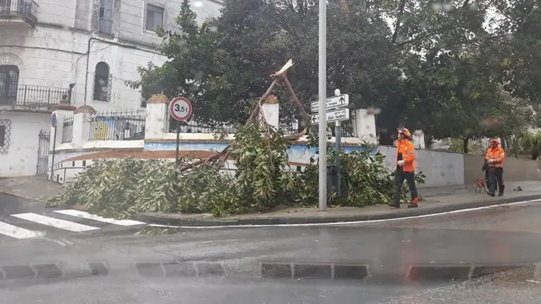 Arbol caido Borrasca Temporal1 Mar2018