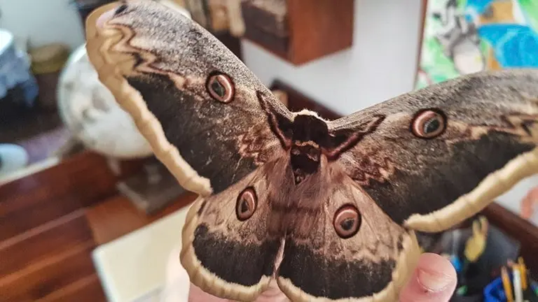 Una de las mariposas