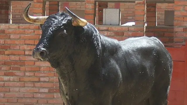 Un ejemplar de Torrealta