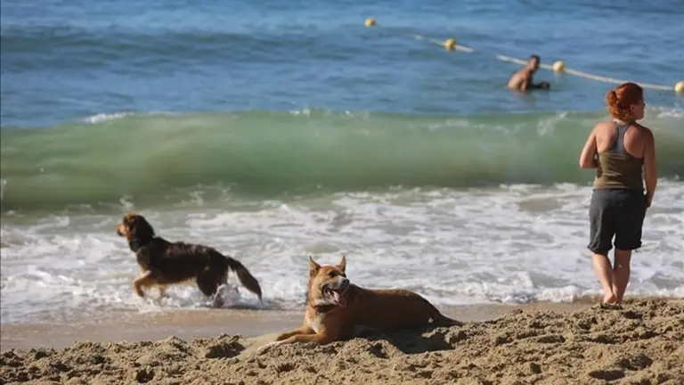 Playa para perros
