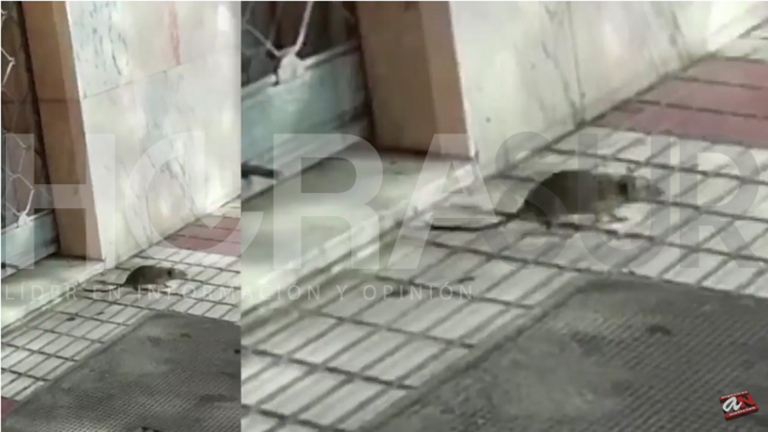 Una de las ratas saliendo de un local en San Jos&eacute; Artesano