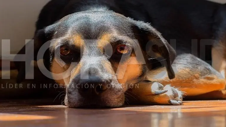 Desalmados est&aacute;n envenenando a perros y gatos