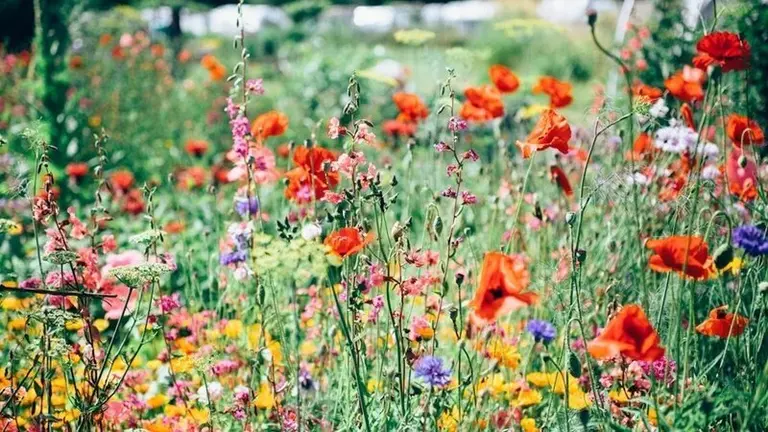 Flores