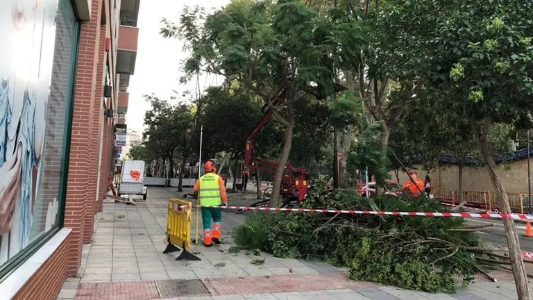 PODA DE ARBOLES