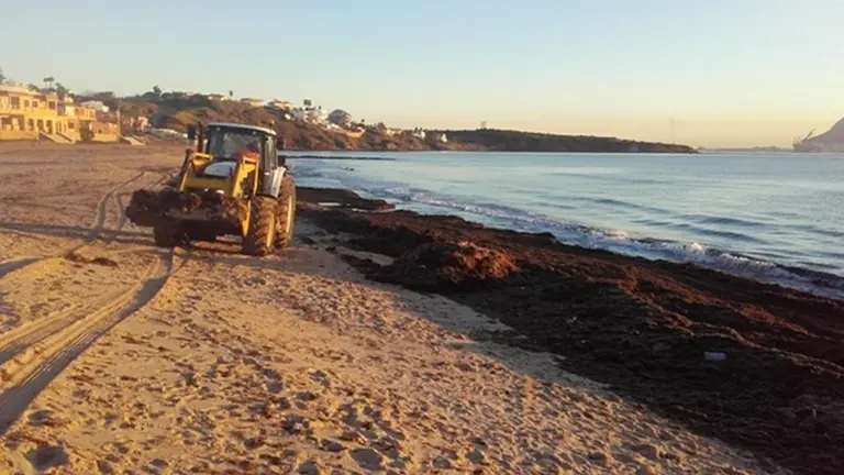 Invasi&oacute;n de algas en la playa de Getares