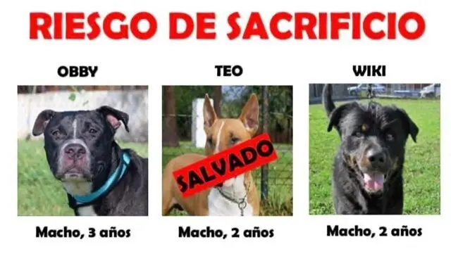 Algunos de los perros en riesgo de ser sacrificados