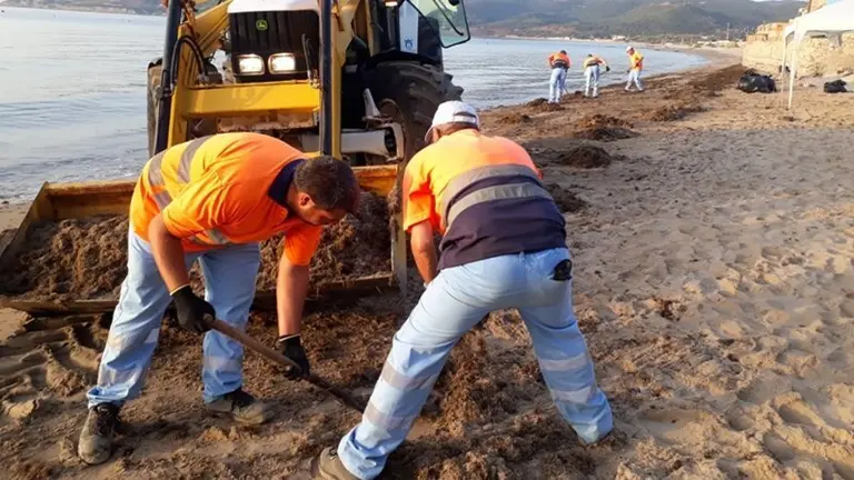 Labores de recogida de algas en Getares