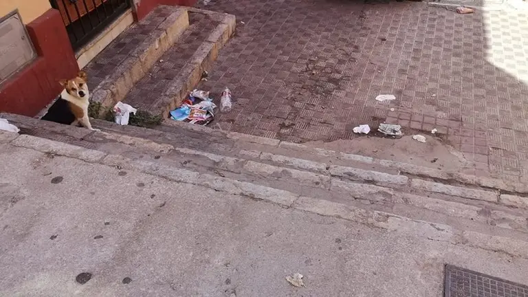 Estado de una de las calles afectadas por las plagas