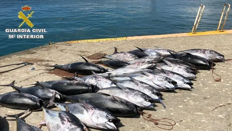 Atunes intervenidos en Tarifa