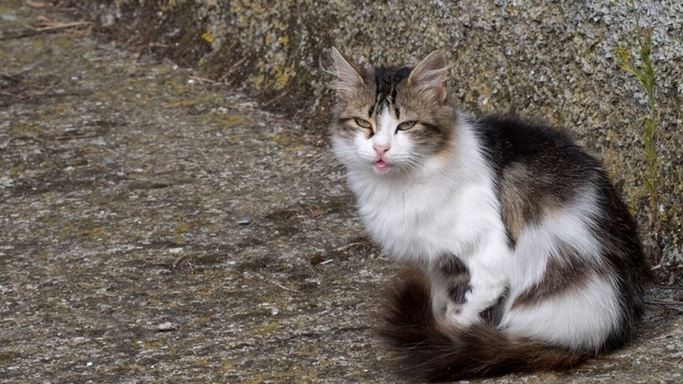 Un gato callejero