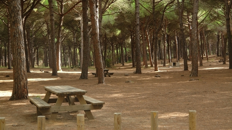 Pinar del Rey