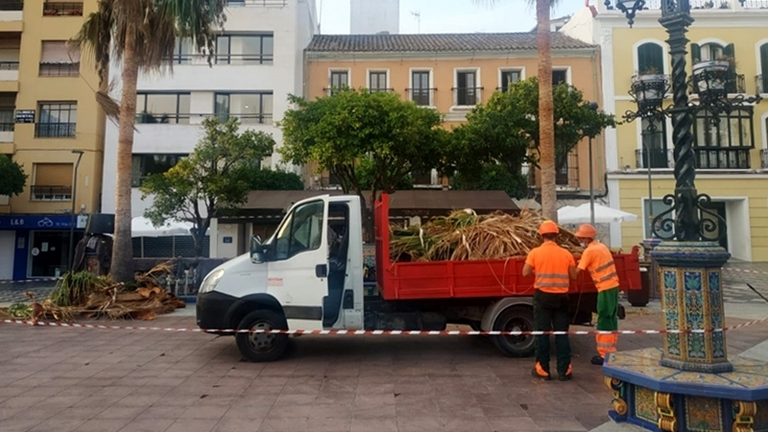 PLAZA ALTA PODA DE PALMERAS