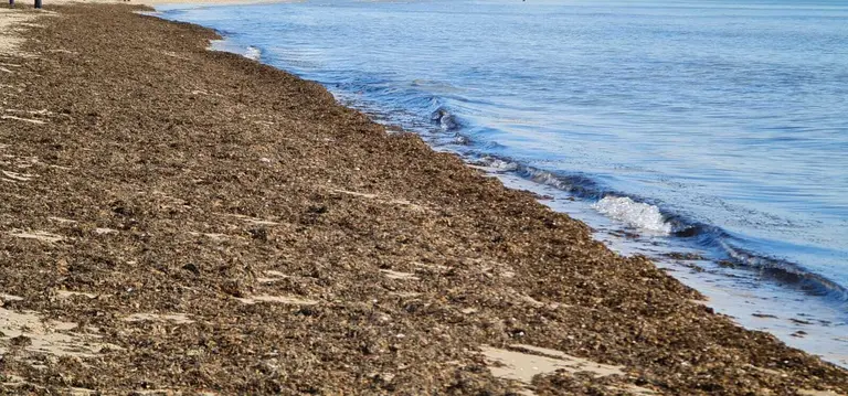 Alga asi&aacute;tica en el Rinconcillo