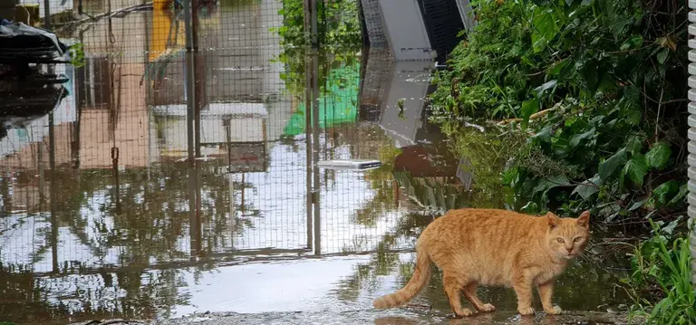 Protectora animales de Algeciras