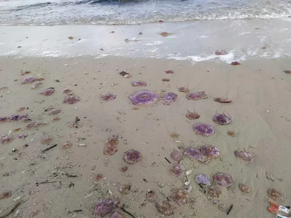 medusas