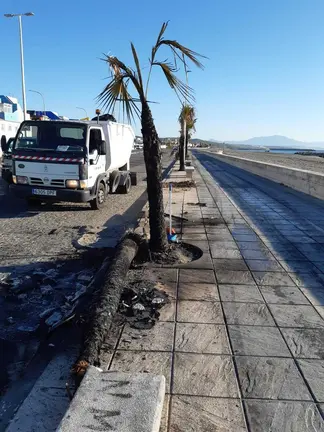 Palmeras calcinadas. AYTO LA L&Iacute;NEA