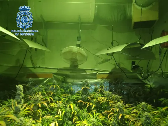 cultivo de marihuana