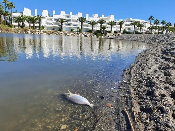 pez muerto en la desembocadura del r&iacute;o guadiaro
